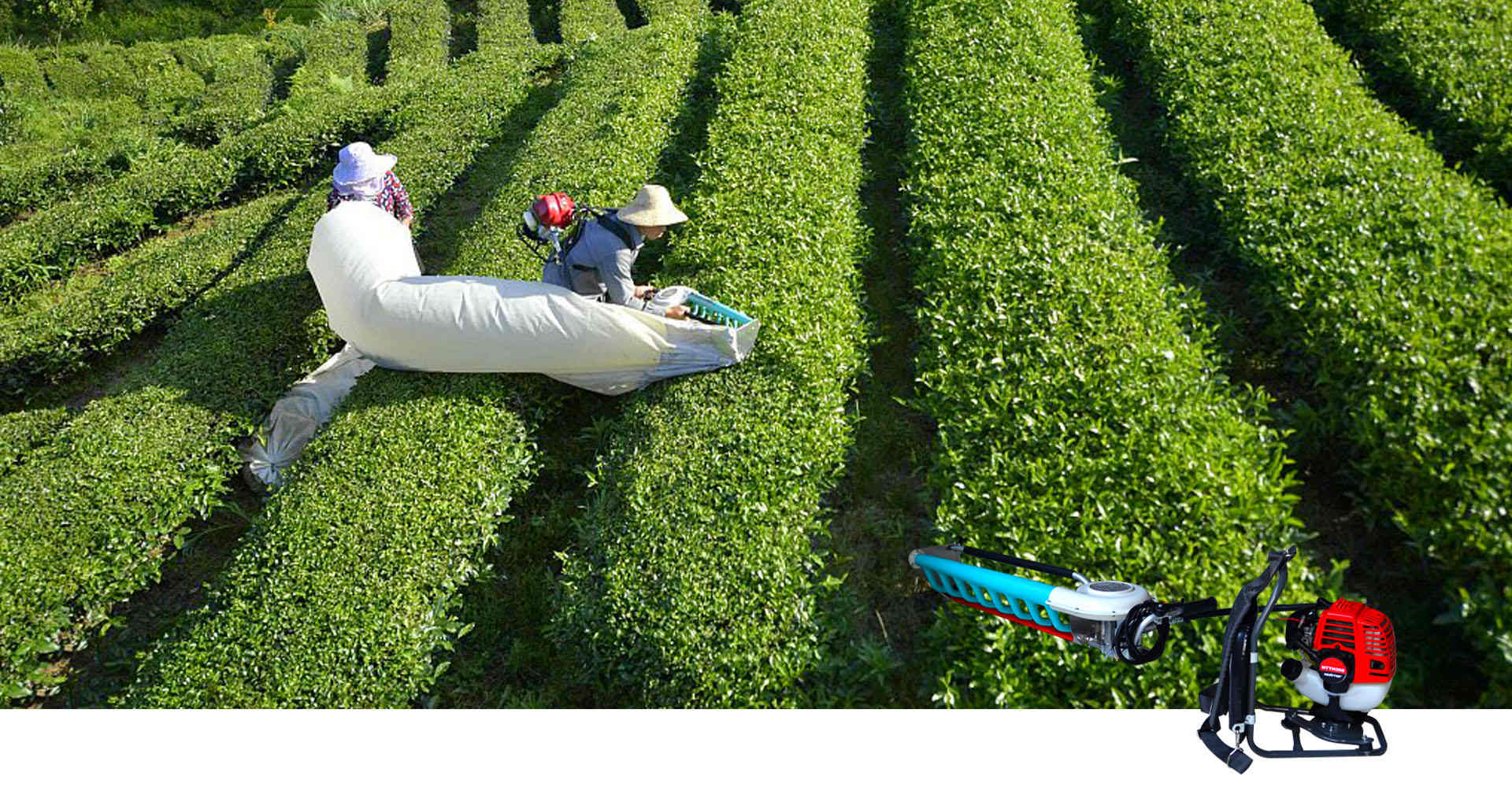 Tea picking machines