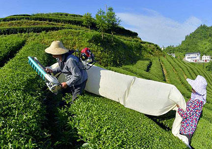 tea picking machines
